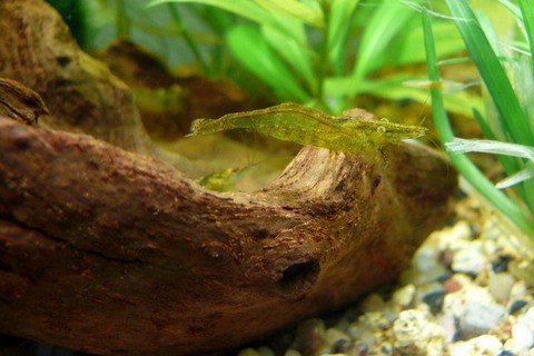 Atyaephyra desmaresti 1